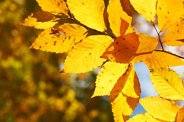 Autunno foglie gialle sfondo — Foto Stock