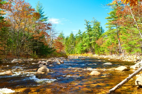 Swift nehir sonbahar