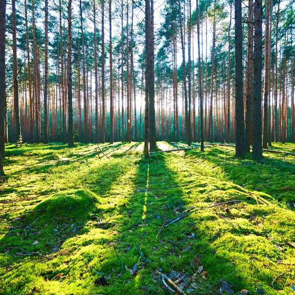 Salida del sol en el bosque de pinos —  Fotos de Stock