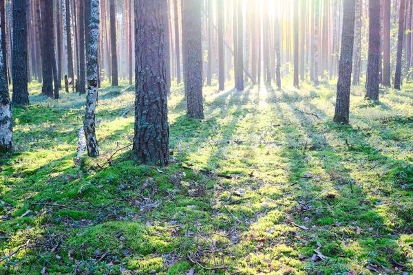 Lever de soleil dans la forêt de pins — Photo