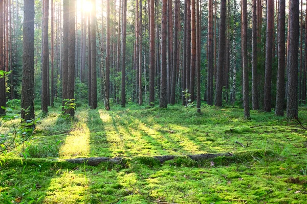 Wschód słońca w lesie sosnowym — Zdjęcie stockowe