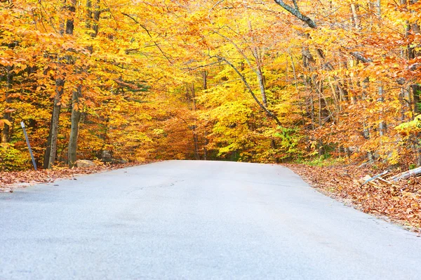 Autumn scene with road — Stock Photo, Image