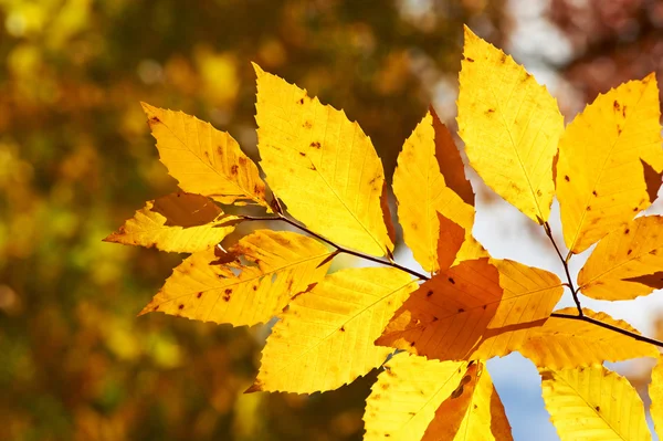 Höst gula löv bakgrund — Stockfoto