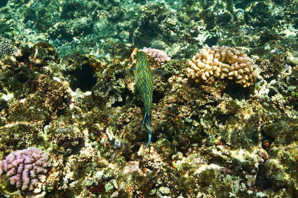 Arrecife de coral y peces — Foto de Stock