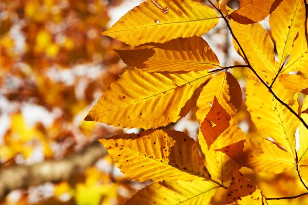 Outono folhas amarelas fundo — Fotografia de Stock