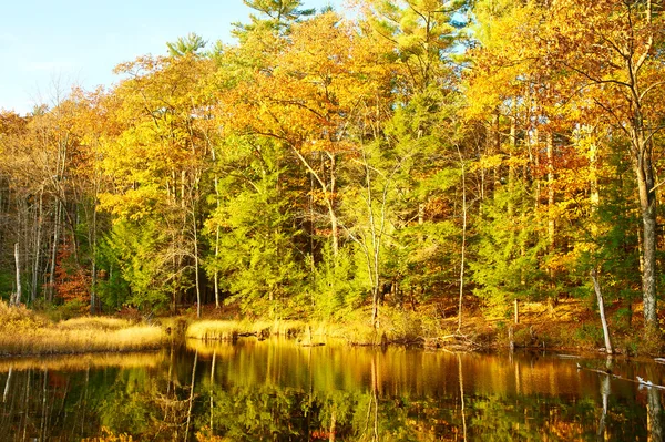 ホワイト マウンテン国有森林の池 — ストック写真