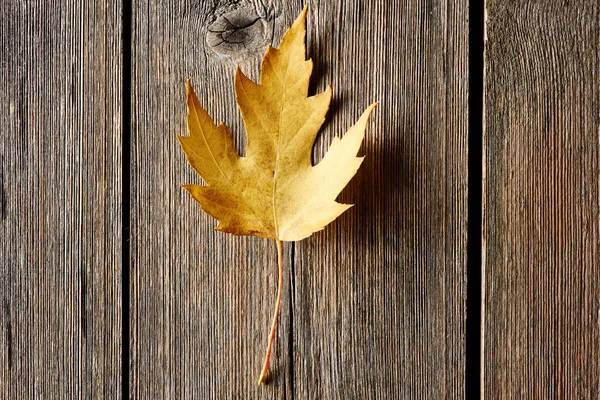 Feuille d'érable d'automne — Photo