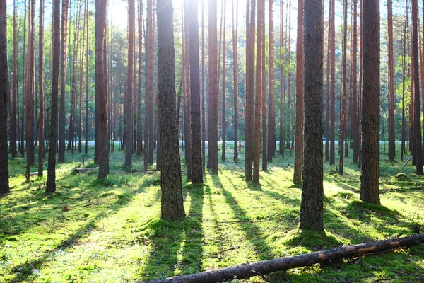 Wschód słońca w lesie sosnowym — Zdjęcie stockowe