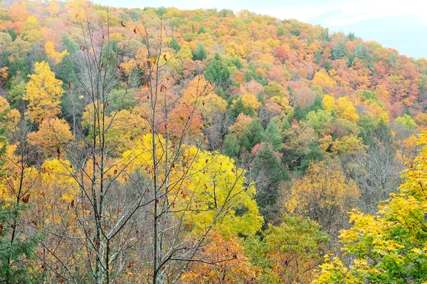 Herfst scène landschap — Stockfoto