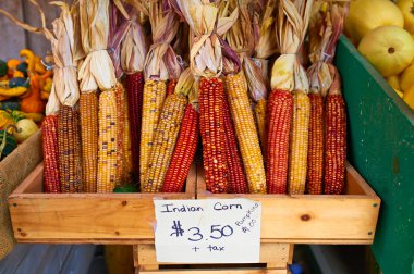 mısır koçanı Satılık