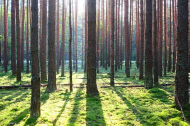 Çam ormanında gün doğumu