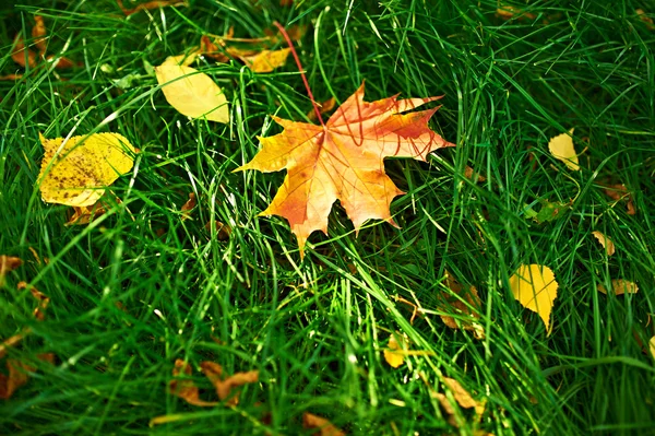 Golden autumn leaves — Stock Photo, Image