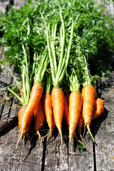 Rijp en verse biologische wortelen — Stockfoto