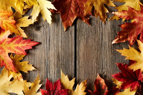 Hojas de arce de otoño — Foto de Stock