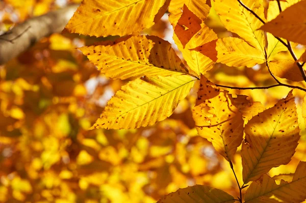 Otoño hojas amarillas fondo — Foto de Stock