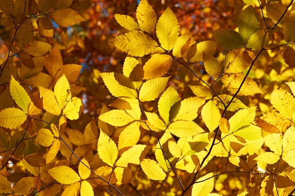 Otoño hojas amarillas fondo — Foto de Stock