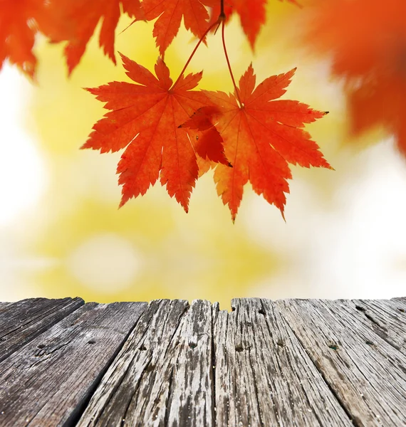 Осенние кленовые листья — стоковое фото