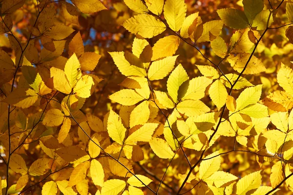 Otoño hojas amarillas fondo —  Fotos de Stock