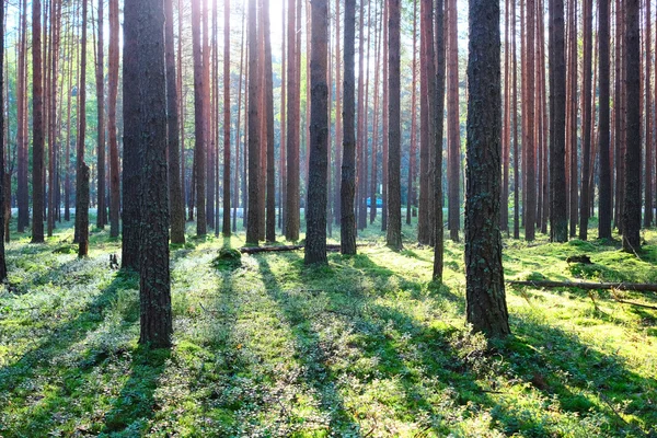 Salida del sol en el bosque de pinos — Foto de Stock