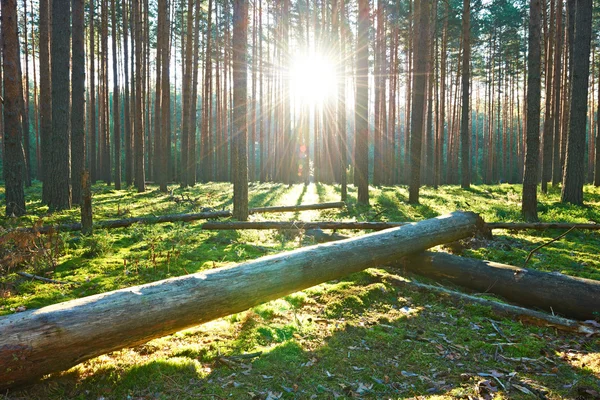 Salida del sol en el bosque de pinos — Foto de Stock