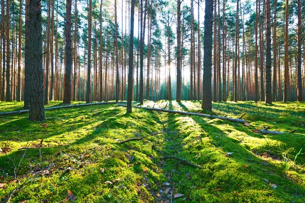 Salida del sol en el bosque de pinos — Foto de Stock