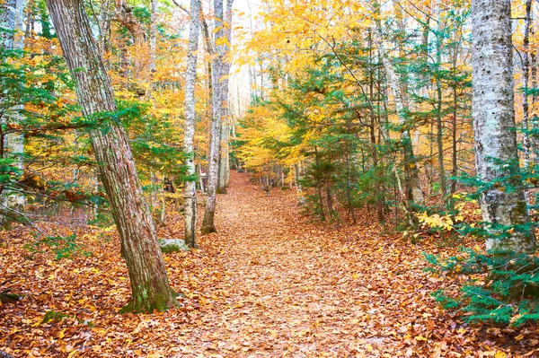 Autumn scene landscape — Stock Photo, Image