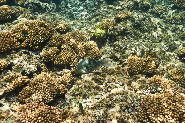 Arrecife de coral y peces — Foto de Stock