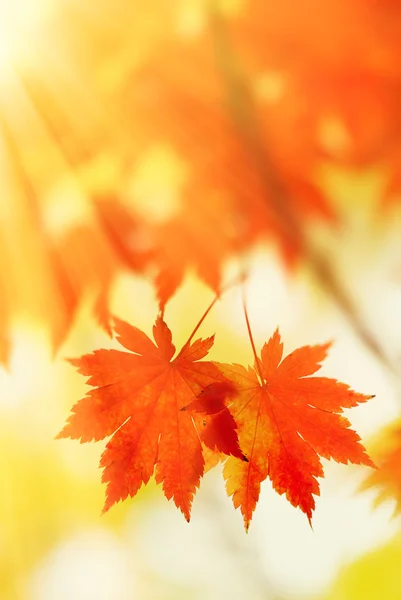 Herbstgelbe Blätter — Stockfoto