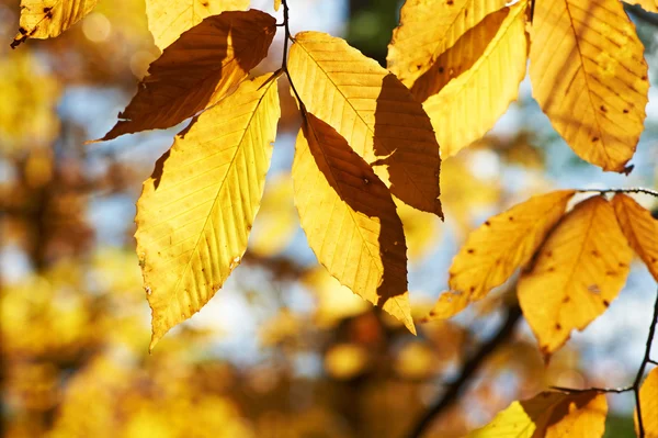 Gele Herfstbladeren — Stockfoto
