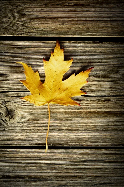 Feuille d'érable d'automne — Photo