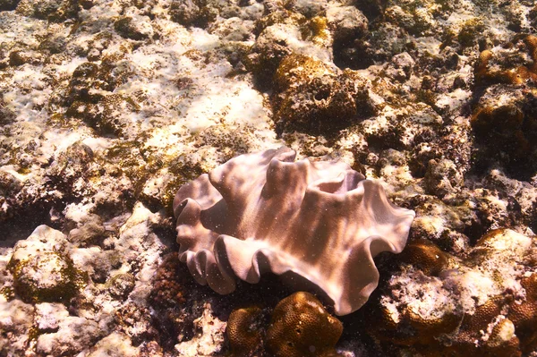 Korallenriff der Seychellen — Stockfoto