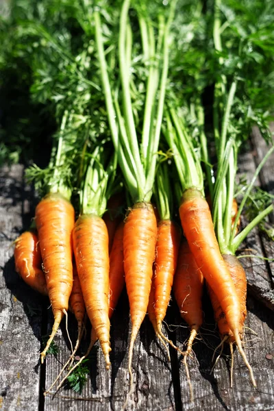 Rijp en biologische wortelen — Stockfoto