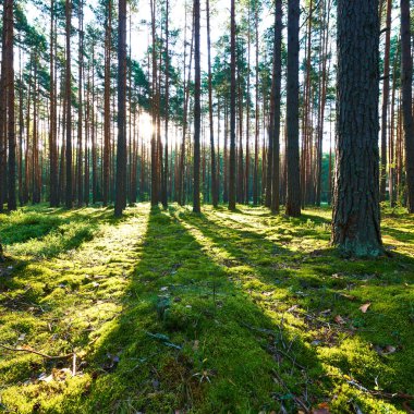 Çam ormanında gün doğumu