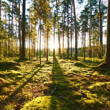 Çam ormanında gün doğumu