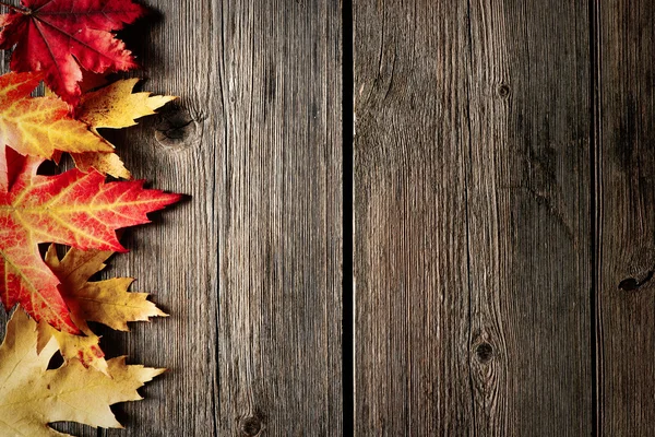 Feuilles d'érable d'automne — Photo