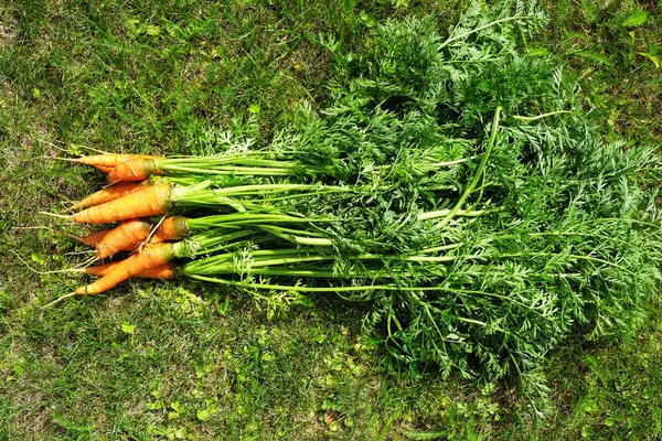 Rijp en verse biologische wortelen — Stockfoto