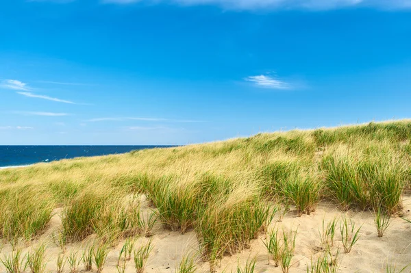 Sand dunes at Cape Cod — Stock Photo, Image