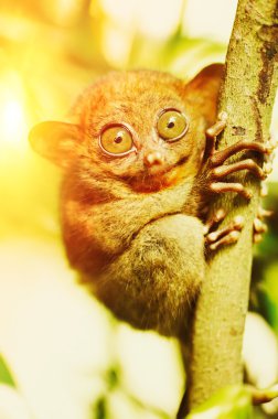 Tarsier vahşi maymun hayvan