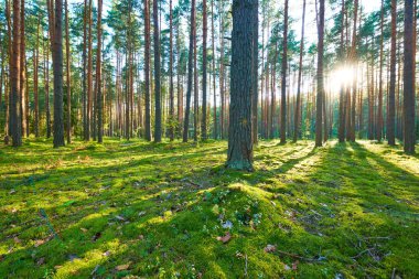 Çam ormanında gün doğumu
