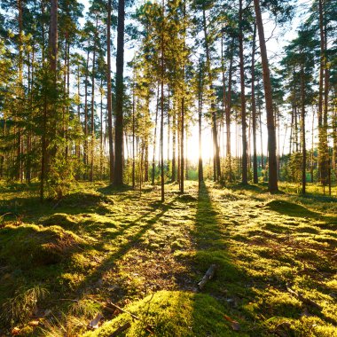 Çam ormanında gün doğumu