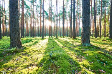 Çam ormanında gün doğumu
