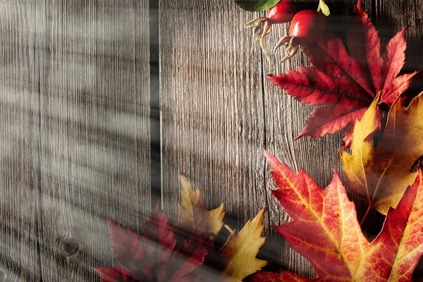 Outono folhas de bordo sobre fundo de madeira — Fotografia de Stock