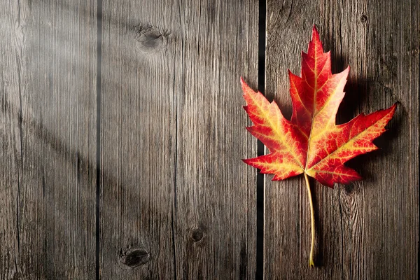 Autumn maple leaf over wooden background — Stock Photo, Image