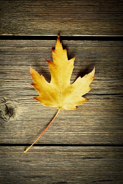 Hoja de arce de otoño — Foto de Stock