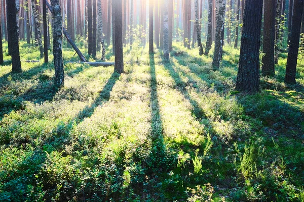 松林の日の出 — ストック写真