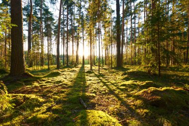 Çam ormanında gün doğumu