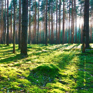 Çam ormanında gün doğumu