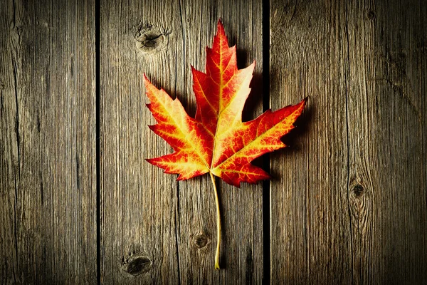 Herbst Ahornblatt über Holz Hintergrund — Stockfoto