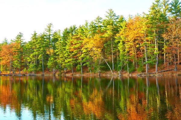 Teich im weißen Bergwald — Stockfoto