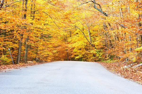 Scena autunnale con strada — Foto Stock